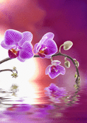 Orchid&eacute;es violettes et reflets apaisants